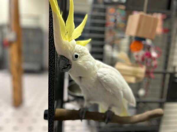 Sulphur Crested Cockatoo for Sale