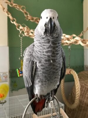 African Grey Parrot