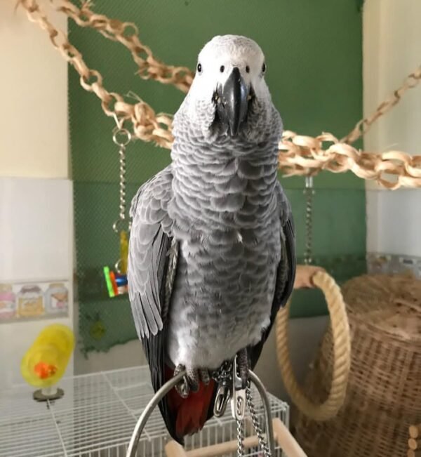 African Grey Parrot