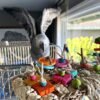 AFRICAN GREYS