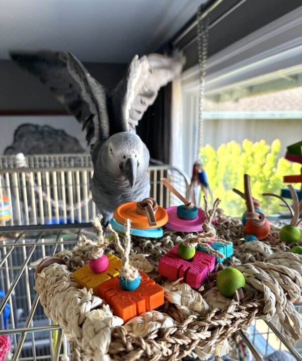 AFRICAN GREYS