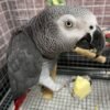 AFRICAN GREYS