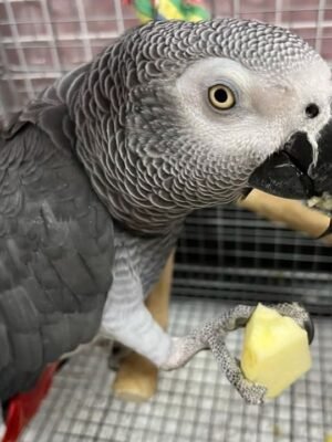 AFRICAN CONGO GREYS
