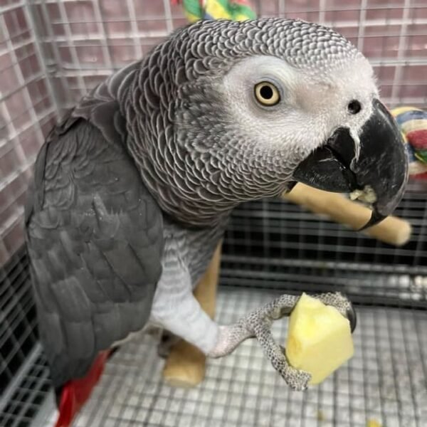 AFRICAN CONGO GREYS