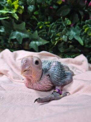 # Discover the beautiful **White Bellied Caique**, a colorful, energetic, and highly engaging companion parrot known for its playful personality and distinctive appearance. If you are searching for **White Bellied Caique parrots for sale**, learning about the species' personality, care requirements, diet, housing, and social needs is an important first step before choosing a companion bird. White Bellied Caiques are active parrots that enjoy exploring their surroundings, interacting with their caregivers, and playing with appropriately sized toys. Their lively behavior and curious nature make them a popular choice among experienced parrot enthusiasts. ## About White Bellied Caique Parrots The **White Bellied Caique** is a small-to-medium-sized parrot recognized for its predominantly white chest and belly, colorful head, green wings, and vibrant appearance. Caiques are often admired for their energetic personalities and entertaining behavior. Although they are smaller than large macaws and cockatoos, White Bellied Caiques still require dedicated daily care, enrichment, social interaction, and a safe environment. When choosing a White Bellied Caique, prospective owners should consider the individual bird's age, temperament, socialization, diet, health history, and previous environment. ## White Bellied Caique Personality One of the most appealing characteristics of the White Bellied Caique is its playful personality. These birds can be curious, energetic, and highly interactive. A well-socialized Caique may enjoy spending time with its caregiver, exploring safe areas, learning positive-reinforcement behaviors, and playing with toys. Every parrot has its own personality, however, so prospective owners should avoid assuming that every Caique will behave exactly the same way. Early socialization, environment, training, and individual temperament can all influence behavior. ## White Bellied Caique Care Responsible ownership begins with providing an environment designed around the bird's physical and behavioral needs. A White Bellied Caique should have: * A secure and appropriately sized cage or enclosure * Safe perches of suitable sizes * A variety of bird-safe toys * Regular opportunities for supervised exercise * Daily social interaction * Mental stimulation and foraging activities * Fresh, clean drinking water * A balanced diet * Access to qualified avian veterinary care Because Caiques are active birds, enrichment is particularly important. Rotating safe toys and providing opportunities to forage, climb, chew, and explore can help keep them mentally stimulated. ## White Bellied Caique Diet A balanced diet is an important part of maintaining a healthy companion parrot. A suitable feeding program should be developed with guidance from an avian veterinarian or qualified avian nutrition professional. Depending on the individual bird, an appropriate formulated parrot diet can be supplemented with carefully selected fresh foods. Fresh water should always be available and food containers should be kept clean. Avoid making sudden dietary changes. When introducing a new food, monitor the bird carefully and follow professional veterinary guidance when necessary. ## Housing for a White Bellied Caique White Bellied Caiques are active and curious, so their housing should provide enough room for comfortable movement, climbing, playing, and stretching their wings. The enclosure should be positioned in a safe part of the home away from hazards such as toxic fumes, smoke, extreme temperatures, and other household dangers. Caiques should also receive supervised out-of-cage time when the surrounding area has been properly bird-proofed. ## Training and Socialization Positive reinforcement is an effective approach for building trust and teaching appropriate behaviors. A White Bellied Caique can benefit from consistent routines and gentle training sessions. Training can include behaviors such as stepping onto a hand or perch, returning to its enclosure, accepting handling appropriately, and responding to simple cues. Socialization should be gradual and respectful. A bird should never be forced into interaction when it is frightened or uncomfortable. ## Is a White Bellied Caique Right for You? Before purchasing or adopting a **White Bellied Caique**, consider whether your lifestyle is suitable for an active companion parrot. Ask yourself: * Can I provide daily interaction and enrichment? * Do I have enough space for an appropriate enclosure? * Can I provide a nutritious diet? * Am I prepared for normal parrot vocalizations? * Can I provide regular veterinary care? * Do I have time for training and socialization? * Am I prepared for a long-term commitment? Choosing a parrot should be based on the ability to provide responsible care rather than appearance alone. ## White Bellied Caique Parrots for Sale If you are looking for **White Bellied Caique parrots for sale**, take time to learn about the individual bird before making a decision. Ask for relevant information about its age, diet, health records, socialization, temperament, and current care routine. If a bird is described as hand-raised, hand-fed, tame, DNA-sexed, health-checked, or otherwise specially cared for, prospective owners should request appropriate documentation or details supporting those claims. A responsible placement should prioritize the bird's health, safety, and long-term welfare. ## Why Choose a White Bellied Caique? White Bellied Caiques are admired for their colorful appearance, playful behavior, curiosity, and interactive nature. Their smaller size can make them appealing to people who are interested in an energetic companion parrot without the physical size of a large macaw. However, their activity level means they still need substantial attention and enrichment. For the right owner, a well-socialized White Bellied Caique can become an engaging and entertaining companion. ## Explore More Parrot Breeds If you are researching **White Bellied Caique parrots for sale**, you may also want to explore other parrot species. Depending on your experience and lifestyle, you can learn more about **African Grey Parrots, Amazon Parrots, Macaws, Hyacinth Macaws, Scarlet Macaws, Cockatoos, Conures, Pionus Parrots, Ringneck Parrots, Rainbow Lorikeets, and other exotic birds**. Comparing species before choosing a companion bird can help you understand differences in personality, size, noise level, diet, housing, and care requirements. ## Frequently Asked Questions ### What is a White Bellied Caique? The White Bellied Caique is a colorful companion parrot known for its white underparts, green wings, colorful head, energetic behavior, and playful personality. ### Are White Bellied Caiques good companion parrots? They can be excellent companions for owners who understand their active nature and can provide appropriate social interaction, enrichment, housing, nutrition, and veterinary care. ### What do White Bellied Caiques eat? Their diet should be balanced and appropriate for parrots. An avian veterinarian or qualified avian nutrition professional can help establish an appropriate feeding plan for an individual bird. ### Are White Bellied Caiques noisy? Caiques can vocalize and make a variety of sounds. Prospective owners should consider normal parrot vocalization when deciding whether the species fits their household. ### Do Caiques need toys? Yes. Caiques are active and curious birds that benefit from safe toys and enrichment activities involving exploration, chewing, climbing, and foraging. ### Where can I find White Bellied Caique parrots for sale? When looking for a White Bellied Caique, research the seller or adoption organization carefully and ask for information about the individual bird's health, age, background, diet, socialization, and documentation. ## SEO Keywords **Primary keyword:** White Bellied Caique Parrots for Sale **Secondary keywords:** White Bellied Caique for Sale, White Bellied Caique Parrot, White Bellied Caique Birds, White Bellied Caique Baby, Baby White Bellied Caique, Caique Parrots for Sale, Caique Parrot for Sale, White Bellied Caique Adoption, White Bellied Caique Care, White Bellied Caique Diet, White Bellied Caique Personality, Hand Raised Caique, Hand Fed Caique, Pet Caique Parrot, Exotic Parrots for Sale, Companion Parrots, Parrots for Sale **Suggested URL slug:** `/white-bellied-caique-parrots-for-sale/`