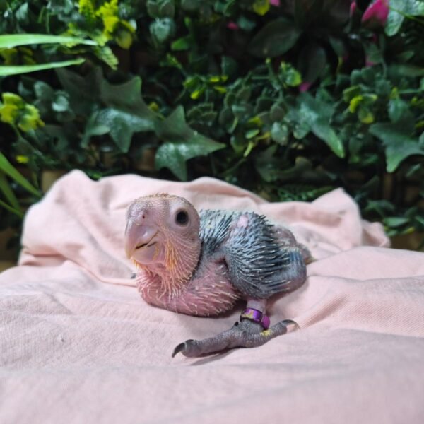 # Discover the beautiful **White Bellied Caique**, a colorful, energetic, and highly engaging companion parrot known for its playful personality and distinctive appearance. If you are searching for **White Bellied Caique parrots for sale**, learning about the species' personality, care requirements, diet, housing, and social needs is an important first step before choosing a companion bird. White Bellied Caiques are active parrots that enjoy exploring their surroundings, interacting with their caregivers, and playing with appropriately sized toys. Their lively behavior and curious nature make them a popular choice among experienced parrot enthusiasts. ## About White Bellied Caique Parrots The **White Bellied Caique** is a small-to-medium-sized parrot recognized for its predominantly white chest and belly, colorful head, green wings, and vibrant appearance. Caiques are often admired for their energetic personalities and entertaining behavior. Although they are smaller than large macaws and cockatoos, White Bellied Caiques still require dedicated daily care, enrichment, social interaction, and a safe environment. When choosing a White Bellied Caique, prospective owners should consider the individual bird's age, temperament, socialization, diet, health history, and previous environment. ## White Bellied Caique Personality One of the most appealing characteristics of the White Bellied Caique is its playful personality. These birds can be curious, energetic, and highly interactive. A well-socialized Caique may enjoy spending time with its caregiver, exploring safe areas, learning positive-reinforcement behaviors, and playing with toys. Every parrot has its own personality, however, so prospective owners should avoid assuming that every Caique will behave exactly the same way. Early socialization, environment, training, and individual temperament can all influence behavior. ## White Bellied Caique Care Responsible ownership begins with providing an environment designed around the bird's physical and behavioral needs. A White Bellied Caique should have: * A secure and appropriately sized cage or enclosure * Safe perches of suitable sizes * A variety of bird-safe toys * Regular opportunities for supervised exercise * Daily social interaction * Mental stimulation and foraging activities * Fresh, clean drinking water * A balanced diet * Access to qualified avian veterinary care Because Caiques are active birds, enrichment is particularly important. Rotating safe toys and providing opportunities to forage, climb, chew, and explore can help keep them mentally stimulated. ## White Bellied Caique Diet A balanced diet is an important part of maintaining a healthy companion parrot. A suitable feeding program should be developed with guidance from an avian veterinarian or qualified avian nutrition professional. Depending on the individual bird, an appropriate formulated parrot diet can be supplemented with carefully selected fresh foods. Fresh water should always be available and food containers should be kept clean. Avoid making sudden dietary changes. When introducing a new food, monitor the bird carefully and follow professional veterinary guidance when necessary. ## Housing for a White Bellied Caique White Bellied Caiques are active and curious, so their housing should provide enough room for comfortable movement, climbing, playing, and stretching their wings. The enclosure should be positioned in a safe part of the home away from hazards such as toxic fumes, smoke, extreme temperatures, and other household dangers. Caiques should also receive supervised out-of-cage time when the surrounding area has been properly bird-proofed. ## Training and Socialization Positive reinforcement is an effective approach for building trust and teaching appropriate behaviors. A White Bellied Caique can benefit from consistent routines and gentle training sessions. Training can include behaviors such as stepping onto a hand or perch, returning to its enclosure, accepting handling appropriately, and responding to simple cues. Socialization should be gradual and respectful. A bird should never be forced into interaction when it is frightened or uncomfortable. ## Is a White Bellied Caique Right for You? Before purchasing or adopting a **White Bellied Caique**, consider whether your lifestyle is suitable for an active companion parrot. Ask yourself: * Can I provide daily interaction and enrichment? * Do I have enough space for an appropriate enclosure? * Can I provide a nutritious diet? * Am I prepared for normal parrot vocalizations? * Can I provide regular veterinary care? * Do I have time for training and socialization? * Am I prepared for a long-term commitment? Choosing a parrot should be based on the ability to provide responsible care rather than appearance alone. ## White Bellied Caique Parrots for Sale If you are looking for **White Bellied Caique parrots for sale**, take time to learn about the individual bird before making a decision. Ask for relevant information about its age, diet, health records, socialization, temperament, and current care routine. If a bird is described as hand-raised, hand-fed, tame, DNA-sexed, health-checked, or otherwise specially cared for, prospective owners should request appropriate documentation or details supporting those claims. A responsible placement should prioritize the bird's health, safety, and long-term welfare. ## Why Choose a White Bellied Caique? White Bellied Caiques are admired for their colorful appearance, playful behavior, curiosity, and interactive nature. Their smaller size can make them appealing to people who are interested in an energetic companion parrot without the physical size of a large macaw. However, their activity level means they still need substantial attention and enrichment. For the right owner, a well-socialized White Bellied Caique can become an engaging and entertaining companion. ## Explore More Parrot Breeds If you are researching **White Bellied Caique parrots for sale**, you may also want to explore other parrot species. Depending on your experience and lifestyle, you can learn more about **African Grey Parrots, Amazon Parrots, Macaws, Hyacinth Macaws, Scarlet Macaws, Cockatoos, Conures, Pionus Parrots, Ringneck Parrots, Rainbow Lorikeets, and other exotic birds**. Comparing species before choosing a companion bird can help you understand differences in personality, size, noise level, diet, housing, and care requirements. ## Frequently Asked Questions ### What is a White Bellied Caique? The White Bellied Caique is a colorful companion parrot known for its white underparts, green wings, colorful head, energetic behavior, and playful personality. ### Are White Bellied Caiques good companion parrots? They can be excellent companions for owners who understand their active nature and can provide appropriate social interaction, enrichment, housing, nutrition, and veterinary care. ### What do White Bellied Caiques eat? Their diet should be balanced and appropriate for parrots. An avian veterinarian or qualified avian nutrition professional can help establish an appropriate feeding plan for an individual bird. ### Are White Bellied Caiques noisy? Caiques can vocalize and make a variety of sounds. Prospective owners should consider normal parrot vocalization when deciding whether the species fits their household. ### Do Caiques need toys? Yes. Caiques are active and curious birds that benefit from safe toys and enrichment activities involving exploration, chewing, climbing, and foraging. ### Where can I find White Bellied Caique parrots for sale? When looking for a White Bellied Caique, research the seller or adoption organization carefully and ask for information about the individual bird's health, age, background, diet, socialization, and documentation. ## SEO Keywords **Primary keyword:** White Bellied Caique Parrots for Sale **Secondary keywords:** White Bellied Caique for Sale, White Bellied Caique Parrot, White Bellied Caique Birds, White Bellied Caique Baby, Baby White Bellied Caique, Caique Parrots for Sale, Caique Parrot for Sale, White Bellied Caique Adoption, White Bellied Caique Care, White Bellied Caique Diet, White Bellied Caique Personality, Hand Raised Caique, Hand Fed Caique, Pet Caique Parrot, Exotic Parrots for Sale, Companion Parrots, Parrots for Sale **Suggested URL slug:** `/white-bellied-caique-parrots-for-sale/`