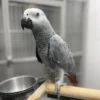 african grey parrots