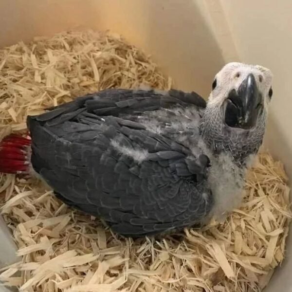 african grey parrots