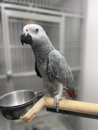 african grey parrots