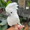 Umbrella Cockatoo For Sale