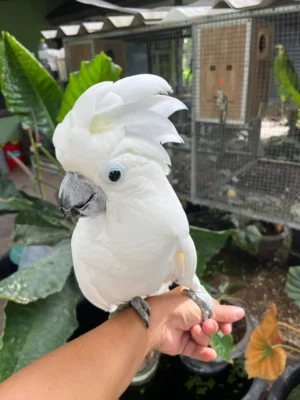 Umbrella Cockatoo For Sale