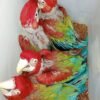 Male and Female Scarlet Macaw Parrots