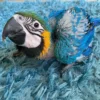 Affordable Male and Female Blue & Gold Macaws Parrots Affordable Male and Female Blue & Gold Macaws Parrots