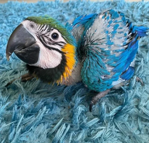 Affordable Male and Female Blue & Gold Macaws Parrots Affordable Male and Female Blue & Gold Macaws Parrots