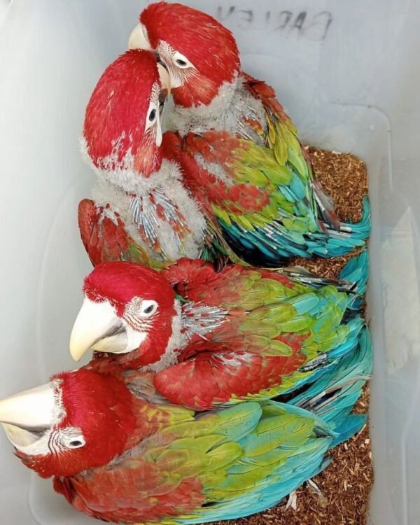 Male and Female Scarlet Macaw Parrots