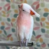 Major Mitchell Cockatoo For Sale