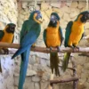 Female and Male Blue Throated Macaw