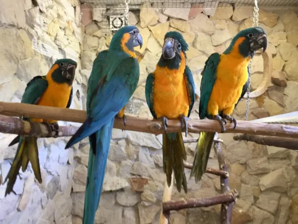 Female and Male Blue Throated Macaw