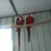Pair of Macaw Parrots for Sale