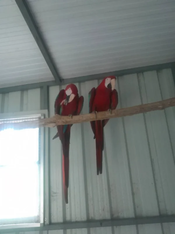 Pair of Macaw Parrots for Sale