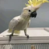 Greater Sulphur Crested Cockatoo Parrots