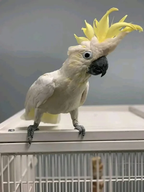 Greater Sulphur Crested Cockatoo Parrots