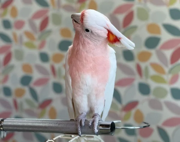 Major Mitchell Cockatoo For Sale