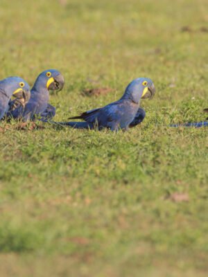 Hyacinth Macaw Parrots for Sell