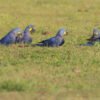 Hyacinth Macaw Parrots for Sell