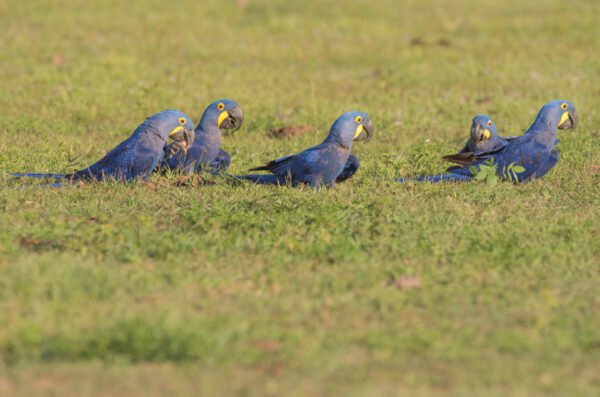 Hyacinth Macaw Parrots for Sell