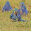Hyacinth Macaw Parrots for Sell