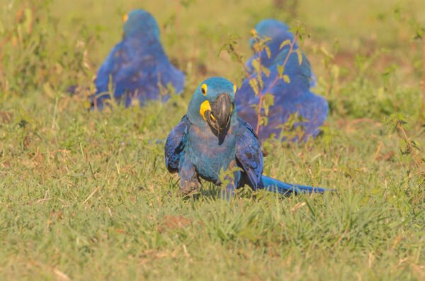Hyacinth Macaw Parrots for Sell