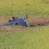 Hyacinth Macaw Parrots for Sell
