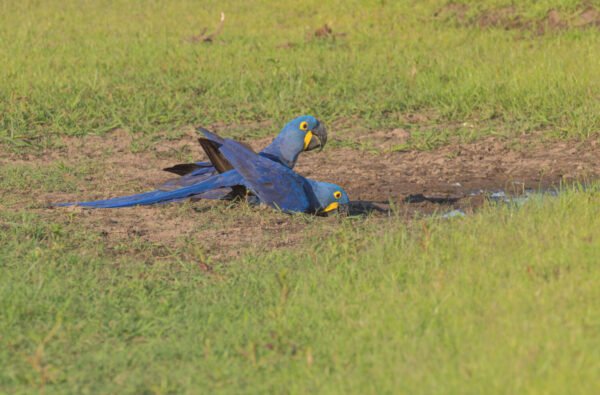 Hyacinth Macaw Parrots for Sell