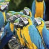 Blue and Gold Macaw Blue and Gold Macaw