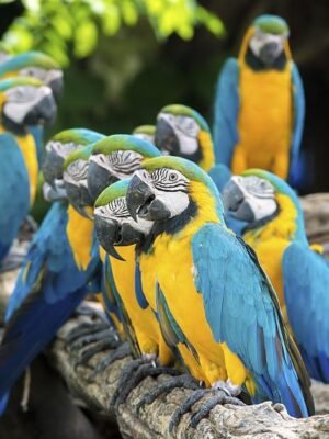 Blue and Gold Macaw
