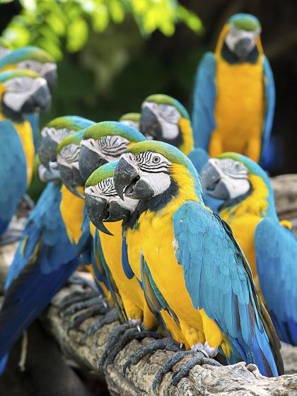 Blue and Gold Macaw Blue and Gold Macaw