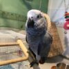 Congo African Grey Parrot-(Agata)
