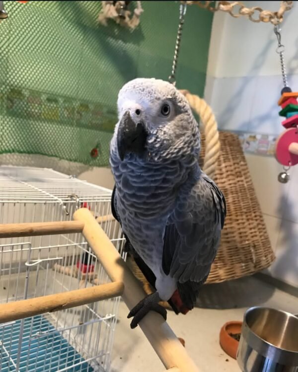 Congo African Grey Parrot-(Agata)
