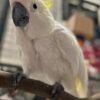 Sulphur Crested Cockatoo for Sale