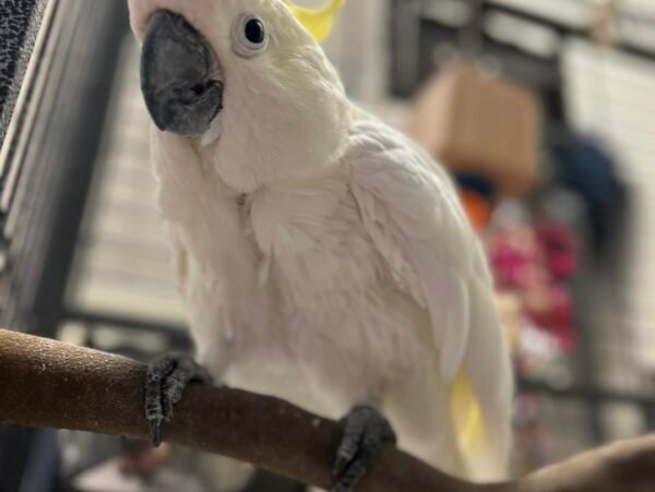 Sulphur Crested Cockatoo for Sale