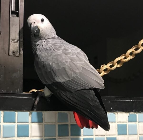 African Grey Parrots