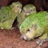kakapo bird