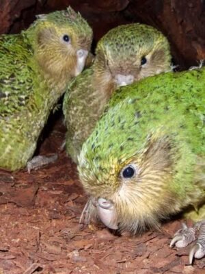 kakapo birds for sale online