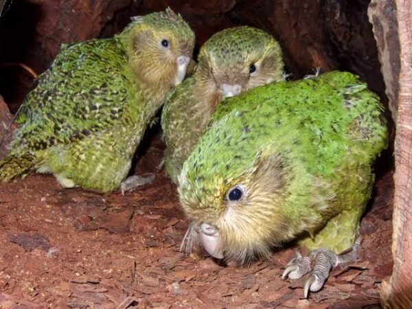 kakapo birds for sale online