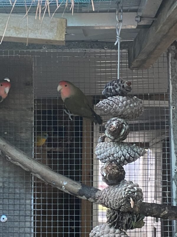 rainbow lorikeet