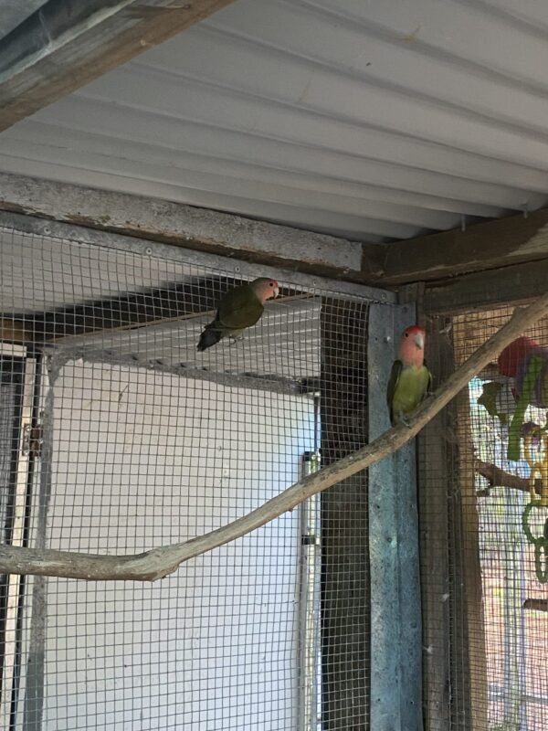 rainbow lorikeet