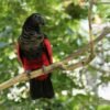 Hand-Tamed Vulturine Parrot for sell