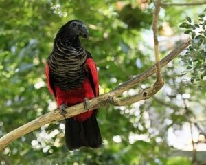 Hand-Tamed Vulturine Parrot for sell