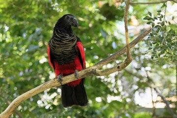 Hand-Tamed Vulturine Parrot for sell